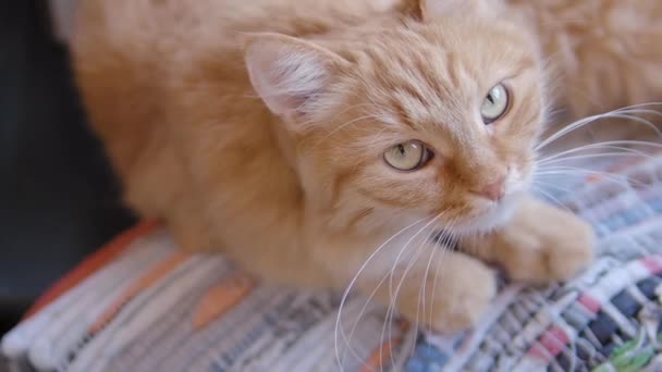 Aranyos gyömbér macska szunnyadó színes szőnyeg. Zár megjelöl lassú jelet ad hosszúság-ból bolyhos kisállat. — Stock videók