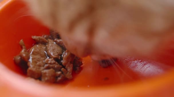 Cute kota imbir jest jedzenie kotów z jasną pomarańczową miskę. Zbliżenie materiału w zwolnionym tempie z puszystego karmienia zwierząt domowych. — Wideo stockowe