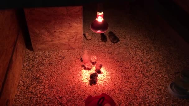 Chickens bask under a red light bulb in a cage with sawdust on the floor. Farm birds. — Stock Video