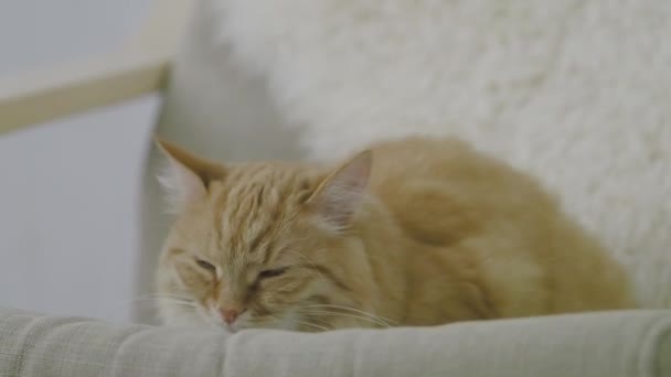Симпатичный рыжий кот дремлет на бежевом стуле. Закрыть замедленную съемку пушистого питомца . — стоковое видео