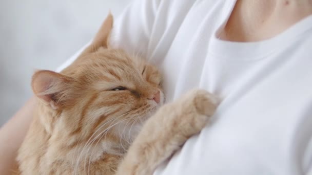 Leuke roodharige kat die in slaap valt op vrouwenhanden. Sluit slow motion beelden van pluizig huisdier. vrouw strelen zijn huisdier. — Stockvideo