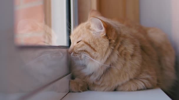Χαριτωμένο τζίντζερ γάτα που κάνει το περβάζι του παραθύρου. Κλείστε πλάνα αργής κίνησης από αφράτο κατοικίδιο ζώο. — Αρχείο Βίντεο
