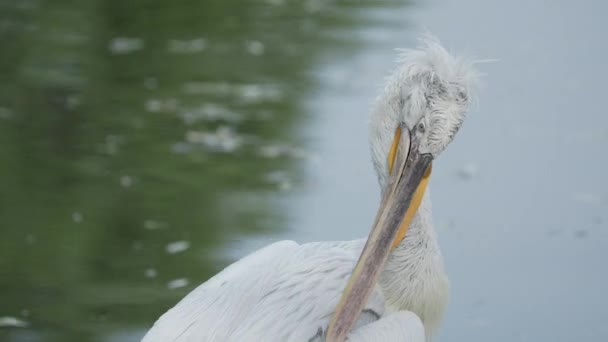 Close-up portret van Dalmatische pelikaan, Pelecanus crispus, het schoonmaken van zijn veren. Grote zoet water vogel. — Stockvideo