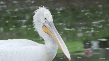 Dalmaçyapeli pelikan Pelecanus crispus'un yakın portresi kameraya bakıyor. Büyük tatlı su kuşu.
