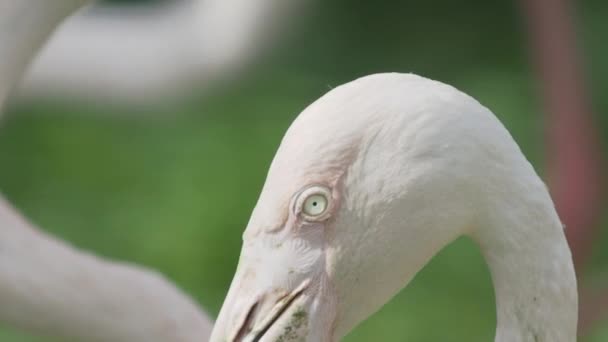 Close-up portret van grotere Flamingo, Phoenicopterus roseus, staren in de camera. Grote roze sierlijke vogel. — Stockvideo