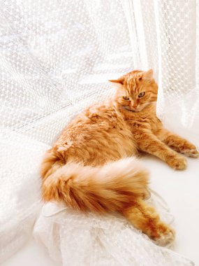 Tül perde ile pencere pervazı üzerinde yatan sevimli zencefil kedi. Kabarık evcil hayvan merakla bakıyor. Rahat evde güneşli bir gün.