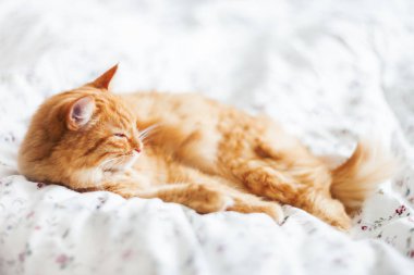 Bir battaniye üzerinde yatakta yatan sevimli zencefil kedi. Kabarık evcil hayvan rahat uyku yerleşti. Komik evcil hayvan ile rahat ev arka plan. 