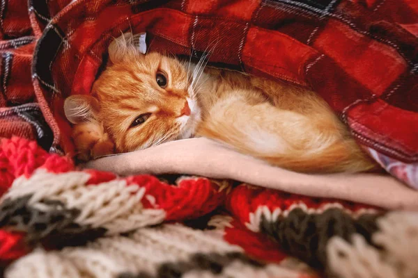 Aranyos gyömbér macska alszik egy halom meleg ruhákat. Piros tartan ing és sálat van hajtva a rendellenesség. Bolyhos kisállat van szuszezés. Meghitt otthoni háttér. — Stock Fotó