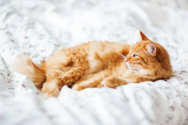 Gato de gengibre bonito deitado na cama em um cobertor. Animal de estimação fofo confortavelmente resolvido para dormir. Aconchegante casa fundo com animal de estimação engraçado . — Fotografia de Stock