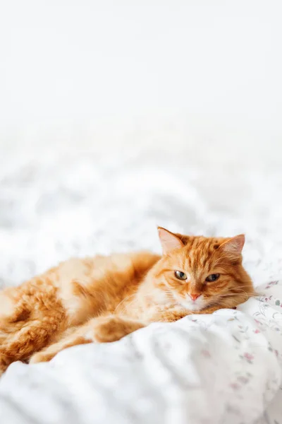 Mignon chat roux couché au lit. Animaux pelucheux confortablement installés pour dormir. Confortable fond de maison avec animal drôle. Espace de copie . — Photo