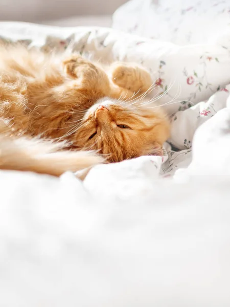 Söt ingefära katt som ligger i sängen under en filt. Fluffigt husdjur komfort — Stockfoto