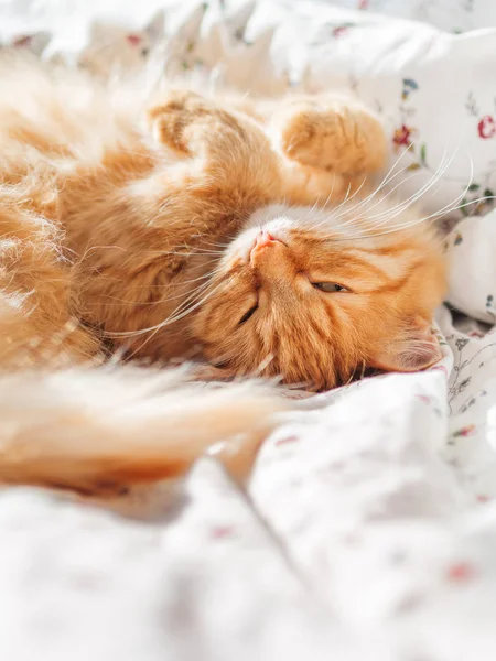 Lindo gato jengibre acostado en la cama debajo de una manta. Alfombra esponjosa cómodamente establecida para dormir. Acogedor fondo casero con mascota divertida. Copiar espacio . — Foto de Stock