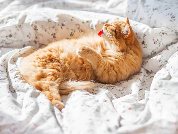 Симпатичный рыжий кот лежит в постели. Fluffy pet is licking it 's fur.Cozy morning bedtime at home . — стоковое фото