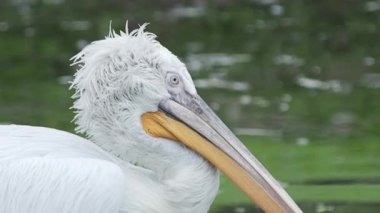 Dalmaçyapeli pelikan Pelecanus crispus'un yakın portresi kameraya bakıyor. Büyük tatlı su kuşu.