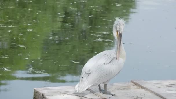 Dalmatische pelikaan, Pelecanus crispus, het schoonmaken van zijn veren. Grote zoet water vogel. — Stockvideo