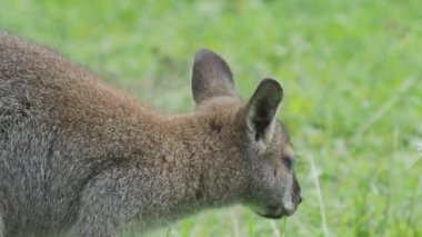 Bennetts ağaç-kanguru ot yer. Çayırda otlayan Dendrolagus bennettianus.