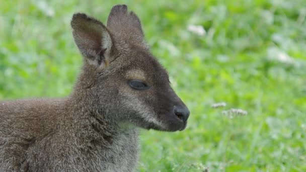 Bennetts, fa-Kangaroo eszik füvet. Dendrolagus bennettianus legeltetés a réten. — Stock videók