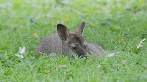 草の上に横たわるベネットの木カンガルー。牧草地で放牧中のデンドロラグス・ベネチアヌス. — ストック動画