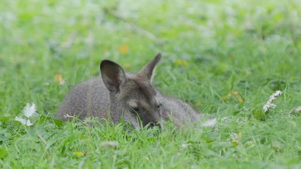 Bennett kangourou-arbre couché sur l'herbe. Dendrolagus bennettianus broutant dans la prairie . — Video