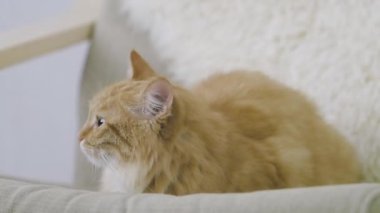 Sevimli zencefil kedi bej sandalyede uyukluyor. Kabarık evcil hayvanın yavaş çekim görüntülerini kapatın.