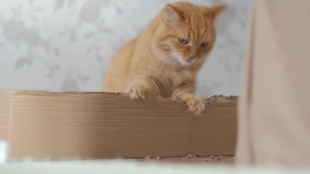 Schattige gember kat zit in een kartonnen doos en kauwt zijn zijkanten. — Stockvideo