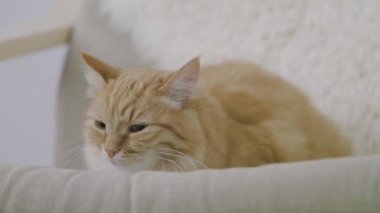 Sevimli zencefil kedi bej sandalyede uyukluyor. Kabarık evcil hayvanın yavaş çekim görüntülerini kapatın.