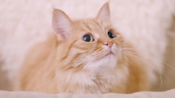 Schattige gember kat dozeren op beige stoel. Close-up slow motion beelden van pluizig huisdier. — Stockvideo