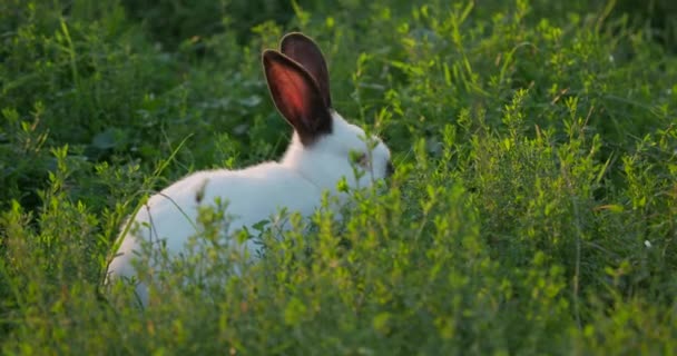 Hvit kanin med svarte ører som kryper på gress. Sommersolnedgang med rufsete husdyr . – stockvideo