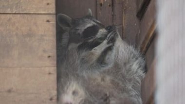 Bir çift rakun Procyon lotor birbirlerini yalarlar. Ahşap evde komik hayvanlar.