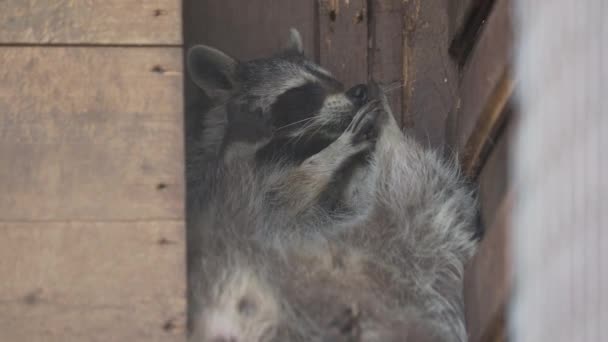 Waschbärenpaar projiziert Lotor lecken einander. Lustige Tiere im Holzhaus. — Stockvideo