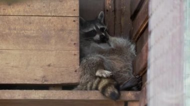 Bir çift rakun Procyon lotor birbirlerini yalarlar. Ahşap evde komik hayvanlar.