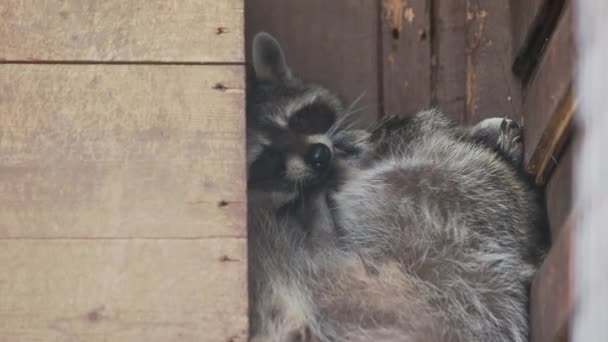 Par de mapaches Procyon lotor lamiéndose entre sí. Animales divertidos en casa de madera . — Vídeos de Stock