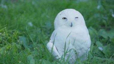 Karlı baykuş Bubo scandiacus çimenlerin üzerinde uyukluyor. Güzel beyaz gece kuşu.