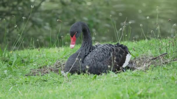Zwarte zwaan, Cygnus atratus. Grote water vogel zit op gras. — Stockvideo