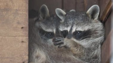 Bir çift rakun Procyon lotor birbirlerini yalarlar. Ahşap evde komik hayvanlar.