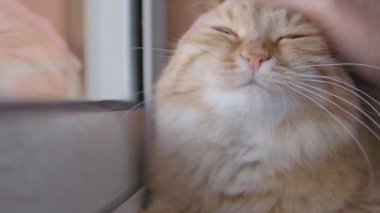 Pencere eşiküzerinde uyuklayan sevimli zencefilli kedi. Onun kabarık evcil hayvan okşayarak adam yavaş çekim görüntüleri kadar yakın.