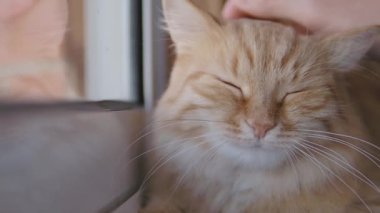 Pencere eşiküzerinde uyuklayan sevimli zencefilli kedi. Onun kabarık evcil hayvan okşayarak adam yavaş çekim görüntüleri kadar yakın.