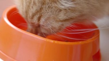 Sevimli zencefil kedi parlak turuncu kase kedi maması yiyor. Kabarık evcil hayvan besleme yavaş çekim görüntüleri kapatın.