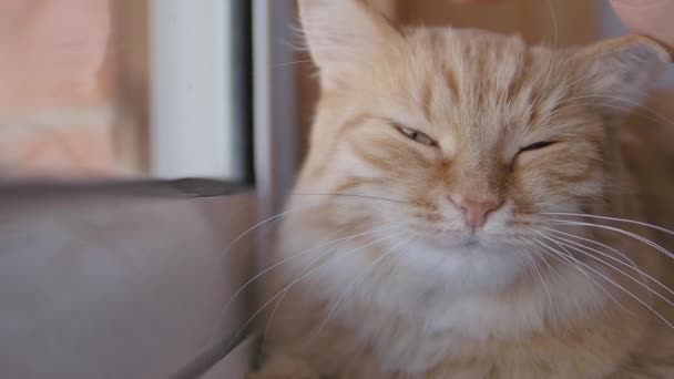 Cute ginger cat dozing on window sill. Close up slow motion footage of man stroking his fluffy pet. — Stock Video