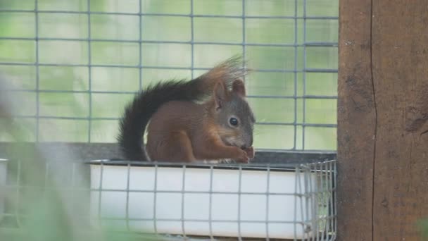 Красная белка или Евразийская красная белка, Sciurus vulgaris. Маленький грызун ест орехи в клетке . — стоковое видео