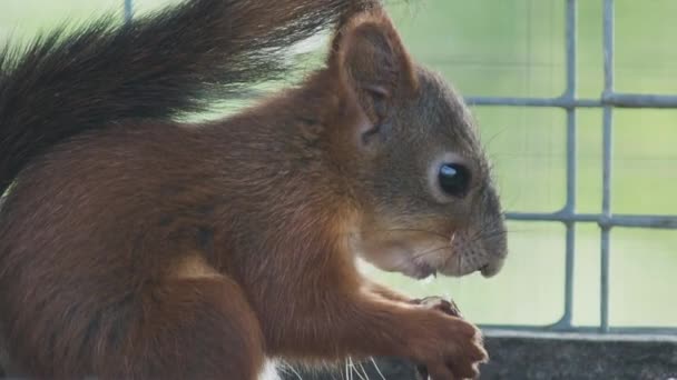 Rotes Eichhörnchen oder eurasisches Rotes Eichhörnchen, Sciurus vulgaris. Kleines Nagetier frisst Nüsse im Käfig. — Stockvideo