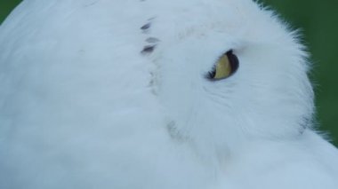 Karlı baykuş Bubo scandiacus çimenlerin üzerinde uyukluyor. Güzel beyaz gece kuşu.