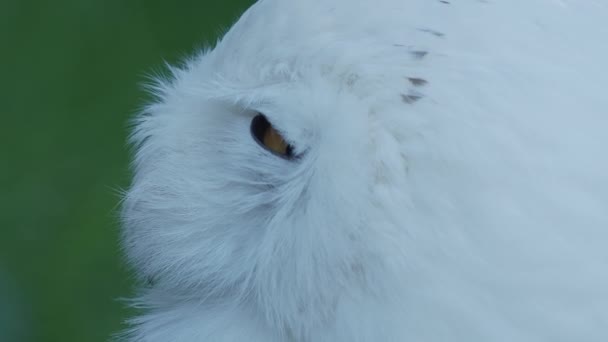Snowy owl Bubo scandiacus is napping on grass. Beautiful white night bird. — Stock Video