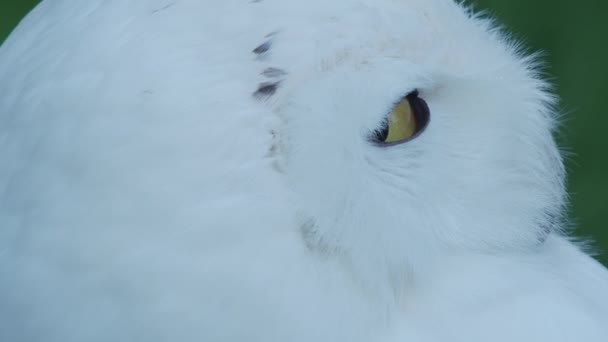 Снежная сова Бубо Скандиакус дремлет на траве. Белая ночная птица . — стоковое видео