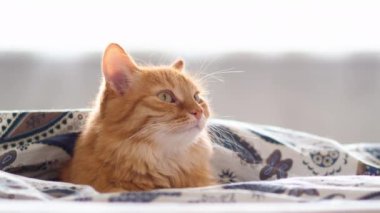 Şirin zencefil kedi battaniyenin altında yatakta yalan. Kabarık pet merakla görünüyor. Rahat ev arka plan, sabah uyku zamanı.