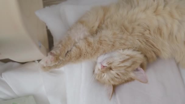 귀여운 생강 고양이는 옷에 누워. 방에 엉망, 바닥에 무질서에 누워 의상. 맨 위 보기. 플랫 프로파일. — 비디오