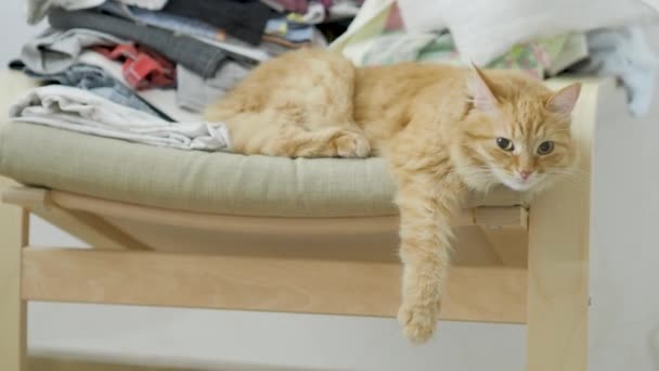 かわいい生姜猫は、重ねられた服で椅子に横たわっています。ふわふわのペットの居眠り、ぶら下がった足。居心地の良い家。フラットプロファイル. — ストック動画