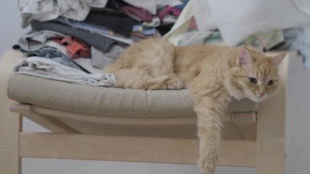 Mignon chat roux couché sur une chaise avec des vêtements empilés. Douleurs pelucheuses, pattes pendantes vers le bas. Confortable maison. Profil plat . — Video