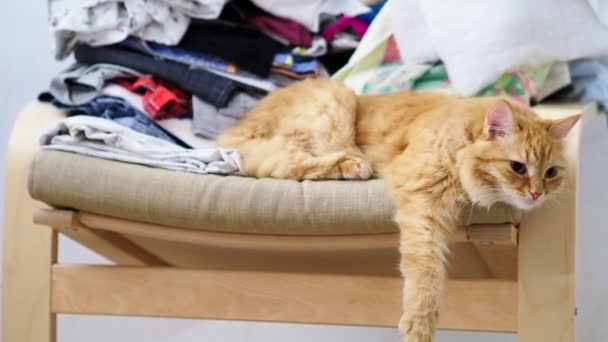 Aranyos gyömbér macska feküdt széken, a felhalmozott ruhát. Bolyhos kisállat dörömböl, lógó paws legyőz. Otthonos otthon. — Stock videók