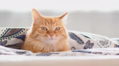 Şirin zencefil kedi battaniyenin altında yatakta yalan. Kabarık pet merakla görünüyor. Rahat ev arka plan, sabah uyku zamanı.